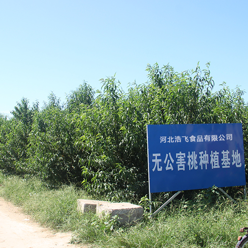桃树基地